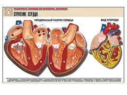 Рельефная таблица "Строение сердца" (формат А1, матовое ламинирование) - fgospostavki.ru - Нижневартовск