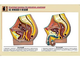 Рельефная таблица "Таз мужской и женский" (формат А1, матовое ламинирование) - fgospostavki.ru - Нижневартовск