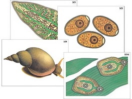 Модель-аппликация "Циклы развития печеночного сосальщика и бычьего цепня" (ламинированная) - fgospostavki.ru - Нижневартовск