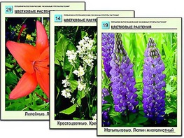 Гербарий фотографический "Основные группы растений" - fgospostavki.ru - Нижневартовск
