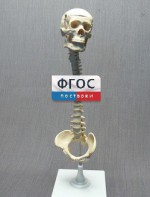 Модель "Позвоночник с черепом и тазом" - fgospostavki.ru - Нижневартовск
