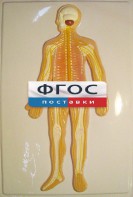 Модель барельефная "Нервная система человека" - fgospostavki.ru - Нижневартовск