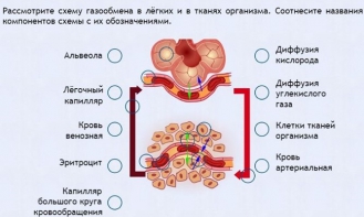 Интерактивные курсы. Биология 9 класс. Расширенный. - fgospostavki.ru - Нижневартовск