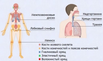 Интерактивные курсы. Биология 9 класс. Базовый. - fgospostavki.ru - Нижневартовск