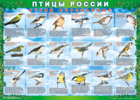 Комплект таблиц "Птицы России (4 листа)" (100х140 сантиметров, винил) - fgospostavki.ru - Нижневартовск