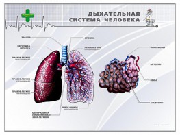 Стенд "Дыхательная система человека" - fgospostavki.ru - Нижневартовск