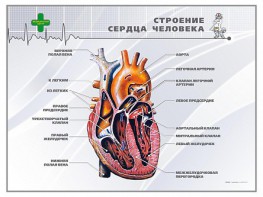 Стенд "Строение сердца человека" - fgospostavki.ru - Нижневартовск