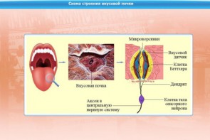 Интерактивные курсы. Биология 10 класс. Расширенный. - fgospostavki.ru - Нижневартовск
