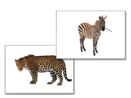 Дидактическое пособие "Дикие животные" - fgospostavki.ru - Нижневартовск