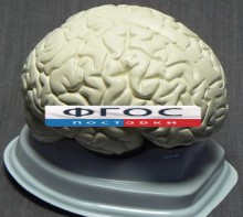 Модель "Мозг в разрезе" (белый) - fgospostavki.ru - Нижневартовск