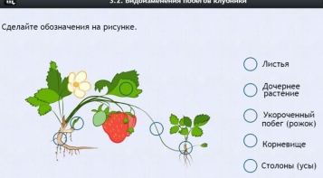 Интерактивные курсы. Биология 7 класс. Расширенный. - fgospostavki.ru - Нижневартовск
