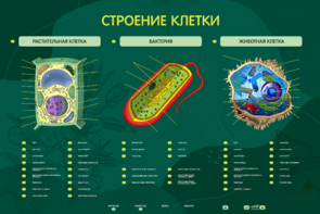 Электрифицированный стенд "Строение клетки" с маркерными полями - fgospostavki.ru - Нижневартовск