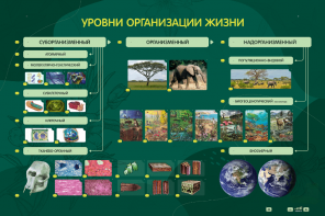 Электрифицированный стенд "Уровни организации жизни" - fgospostavki.ru - Нижневартовск