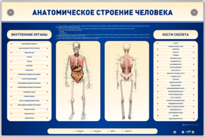 Электрифицированный стенд-тренажер c макетом скелета "Анатомическое строение человека" - fgospostavki.ru - Нижневартовск