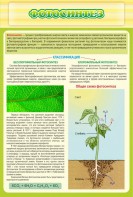 Стенд "Фотосинтез" - fgospostavki.ru - Нижневартовск