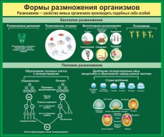 Стенд "Формы размножения организмов" - fgospostavki.ru - Нижневартовск