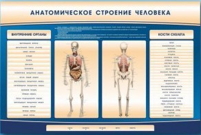 Электрифицированный стенд-тренажер c макетом скелета "Анатомическое строение человека" - fgospostavki.ru - Нижневартовск
