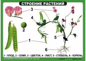 Комплект таблиц "Ознакомление с окружающим миром 1-4 класс" - fgospostavki.ru - Нижневартовск