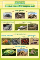 Стенд "Класс пресмыкающиеся" - fgospostavki.ru - Нижневартовск