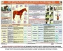 Комплект плакатов "Служебное коневодство" - fgospostavki.ru - Нижневартовск