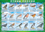 Комплект таблиц "Птицы России (4 листа)" (100х140 сантиметров, винил) - fgospostavki.ru - Нижневартовск