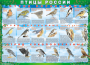 Комплект таблиц "Птицы России (4 листа)" (100х140 сантиметров, винил) - fgospostavki.ru - Нижневартовск