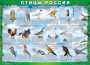 Комплект таблиц "Птицы России (4 листа)" (100х140 сантиметров, винил) - fgospostavki.ru - Нижневартовск